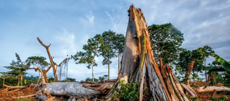 Triste realidad: se destruyen selvas para plantar cacao y fabricar chocolate Tala de la selva