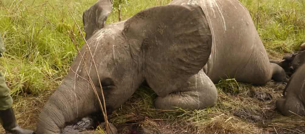 Elefante víctima de la caza furtiva
