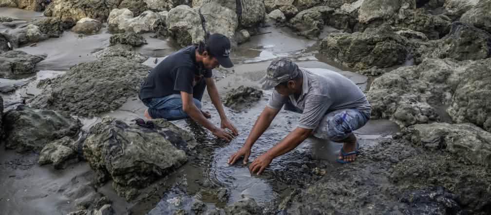 El bitumen destruye los manglares e impide a los pescadores salir al mar Dos hombres muestran trozos de betún tóxico  Betún en una costa contaminada