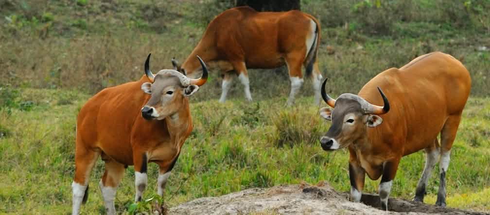 El banteng birmano vive en las selvas tropicales de Camboya, Myanmar, Tailandia y Vietnam. Ganado de color marrón rojizo pastando en un prado