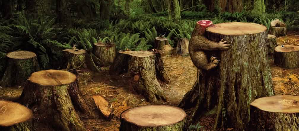Con la selva muere mucho más No sólo muere la selva