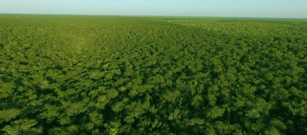 Chaco paraguayo, bosque intacto Bosque intacto, Chaco Paraguayo