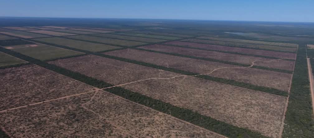 Deforestación masiva debido a la expansión de la agricultura industrial Áreas deforestadas para la expansión de monocultivos