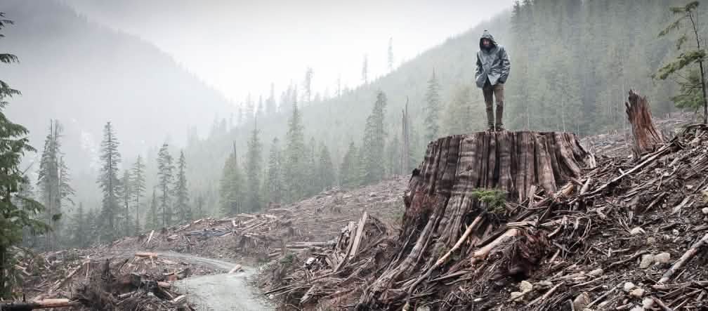 El hombre sobre el tronco sirve como referencia del tamaño de los árboles Tala de bosque costero en la isla de Vancouver en Columbia Británica, Canadá