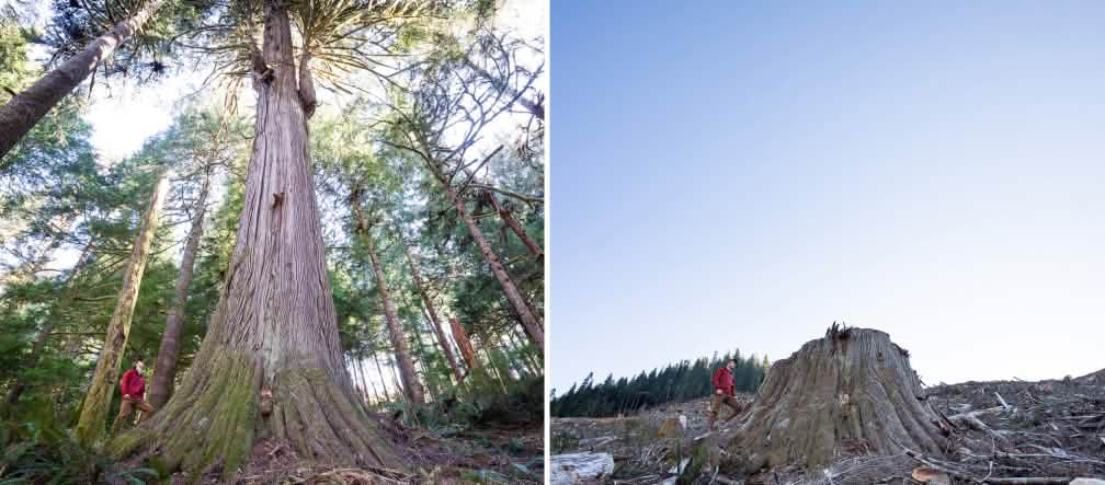 Talan todo, hasta los árboles más robustos Tala de bosque costero en la isla de Vancouver en Columbia Británica, Canadá
