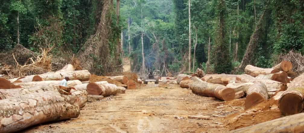 Hasta un 90 por ciento de la madera tropical podría ser ilegal