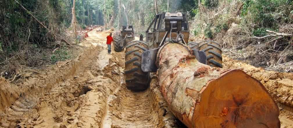 Tala de la selva en Congo Tronco de un árbol tropical gigante arrancado por un tractor maderero en la selva en África Central