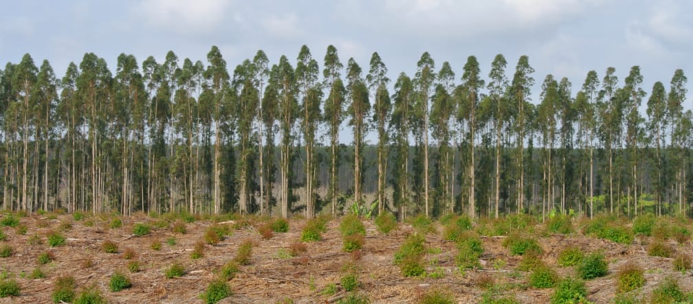 No es un bosque, es un desierto verde Plantación de eucalipto en Sudáfrica