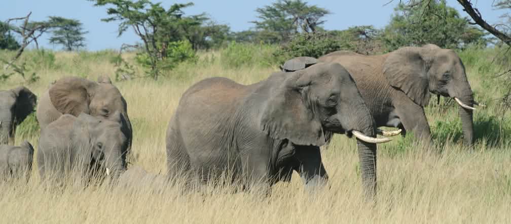 No se puede alcanzar la protección de la naturaleza cometiendo violaciones de los derechos humanos Manada de elefantes en el Serengeti