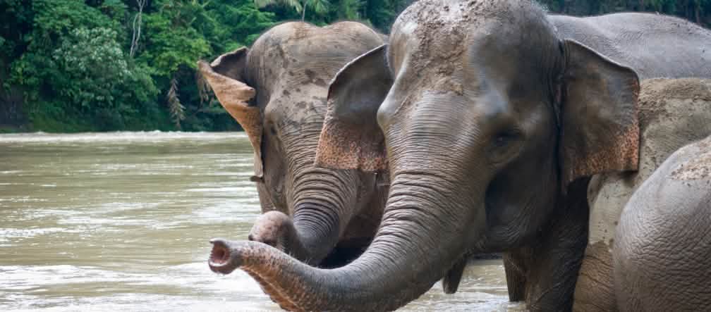 Cada vez más difíciles de ver: elefantes de Sumatra Elefantes de Sumatra tomando un baño en el río