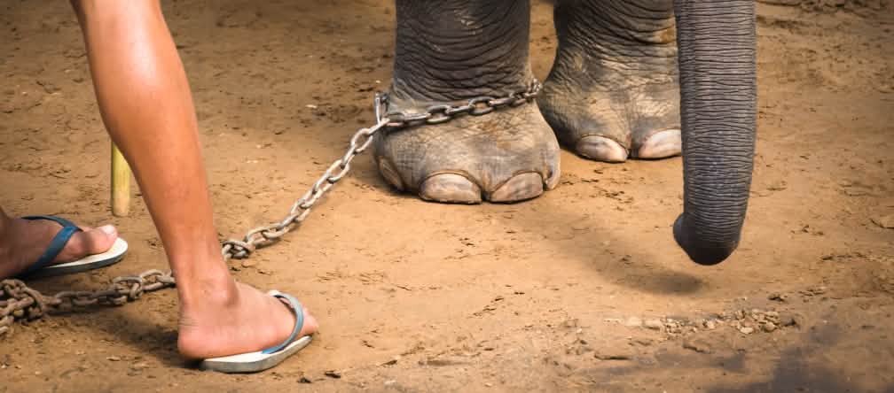 Elefante junto a su guardián