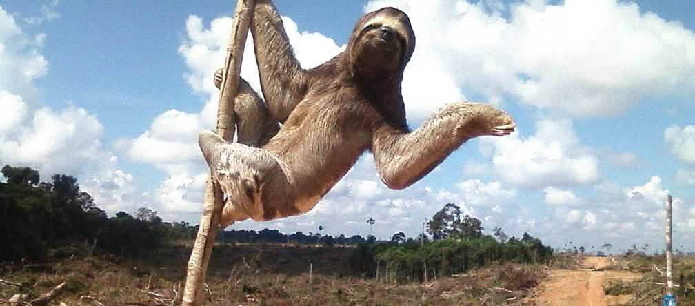 Adiós a la selva Oso perezoso en área deforestada en Perú