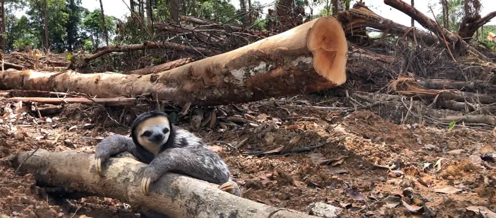 Guyana: la selva tropical es el hábitat del perezoso de garganta blanca, pero hay planes para destrozarla Un perezoso de garganta blanca se aferra al tronco de un árbol talado en la selva tropical