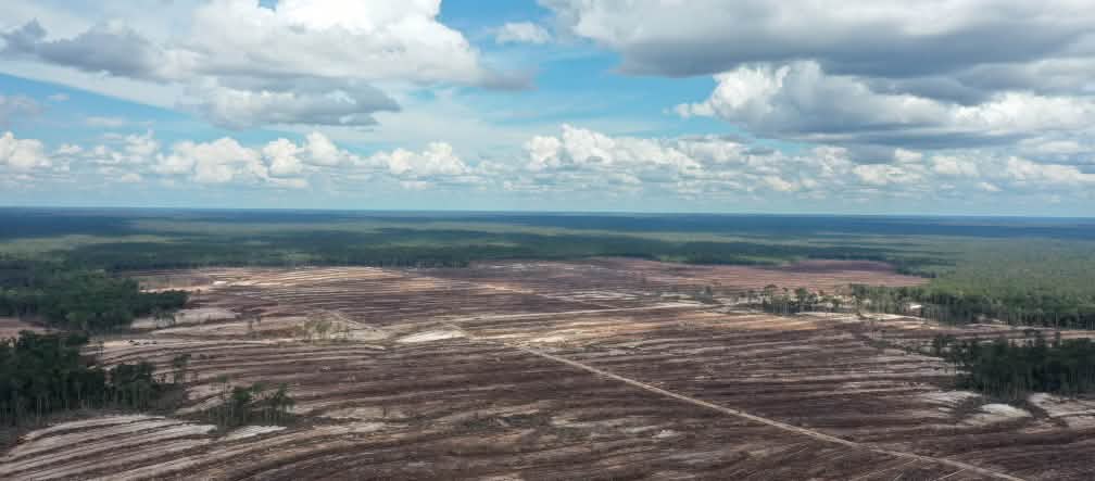 La destrucción de las selvas tropicales sigue Destrucción de las selvas tropicales en Borneo