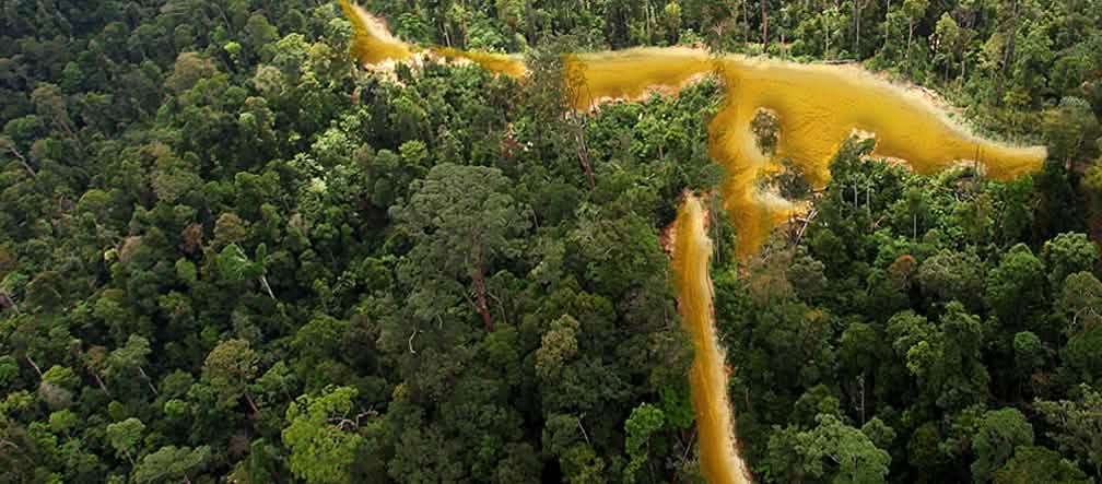 La selva, única riqueza auténtica del Parque Amazónico de la Guayana (Foto: Rhett Buttler) Selva en la Guayana francesa