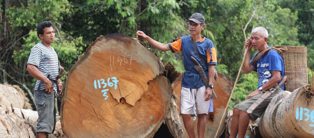 Tala de la selva de Kinipan - miembros de la comunidad junto al tronco talado