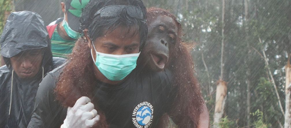 Rescate de orangutanes en marzo 2013