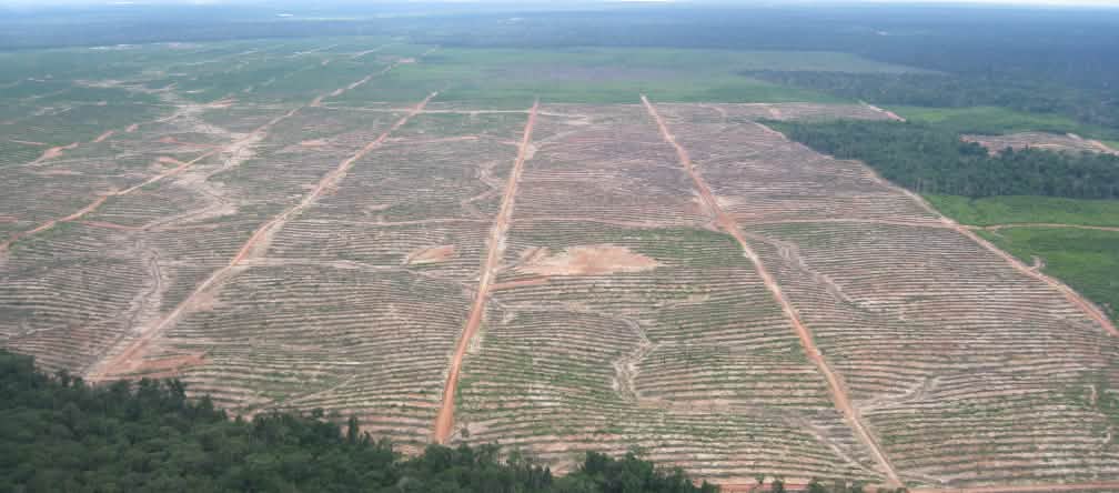 Deforestación ¿en toda regla?