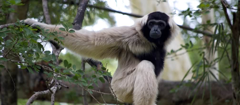 El gibón crestado sólo vive en Camboya, Tailandia y Laos - los primates están en peligro crítico de extinción por la dramática disminución de sus hábitats Pileated gibbon (hylobates pileatus)