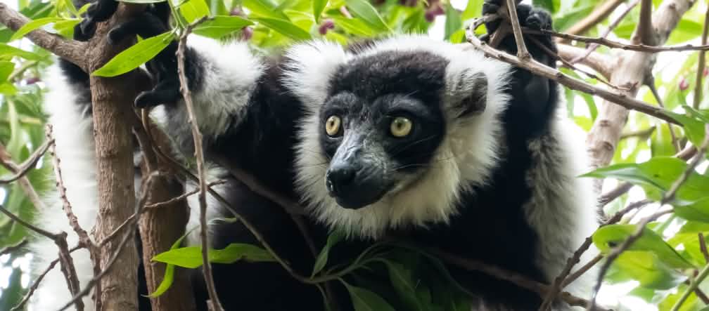 Los lémures son endémicos de Madagascar Un lémur de pelaje blanco y negro encaramado en las ramas de un árbol