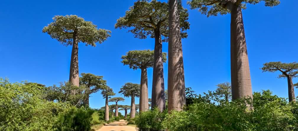 La famosa avenida de los baobabs en Madagascar Avenida de los baobabs en Madagascar