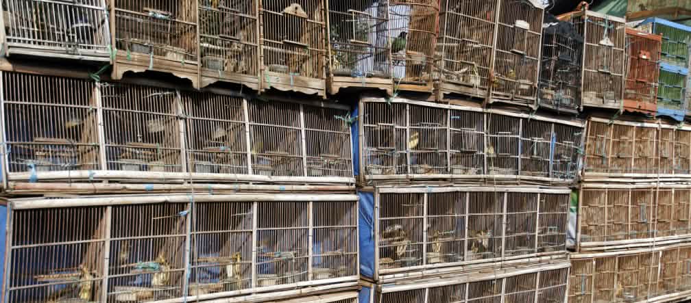 La comercialización de aves está significando la desaparición de algunas especies Filas de jaulas de aves en un mercado de aves en Yakarta
