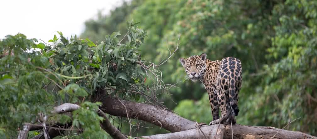 El jaguar es símbolo de Los Chimalapas, región de México que alberga su mayor población El jaguar