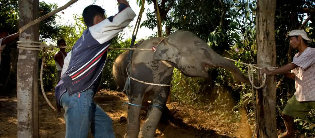 Golpean y torturan a la cría de elefante