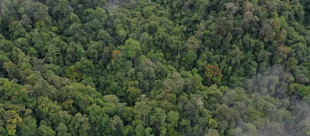 Vista aérea de la selva en el Parque Nacional Leuser Selva tropical en el Parque Nacional Leuser