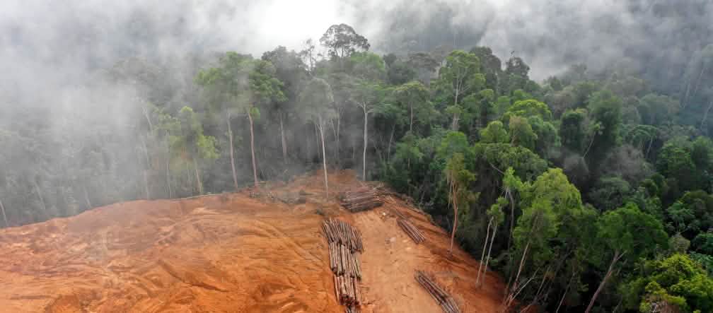 ¡No más deforestación! Vista aérea de una superficie de selva tropical deforestada con los troncos talados apilados, en contraste con la selva aún intacta.