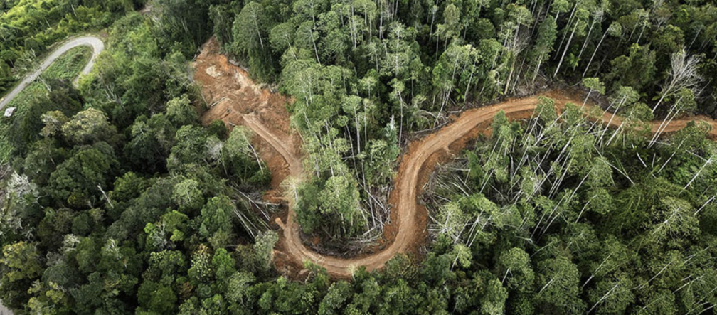 Se abren pasillos en la selva cerca de Beutong para hacer minas de oro Foto tomada con un dron que muestra como cortan una franja en el bosque