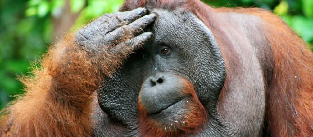 Los grandes simios habitan en muchas áreas protegidas por la UNESCO. Protejámsoles también. Grandes simios: queremos protegerles- imagen de orangután