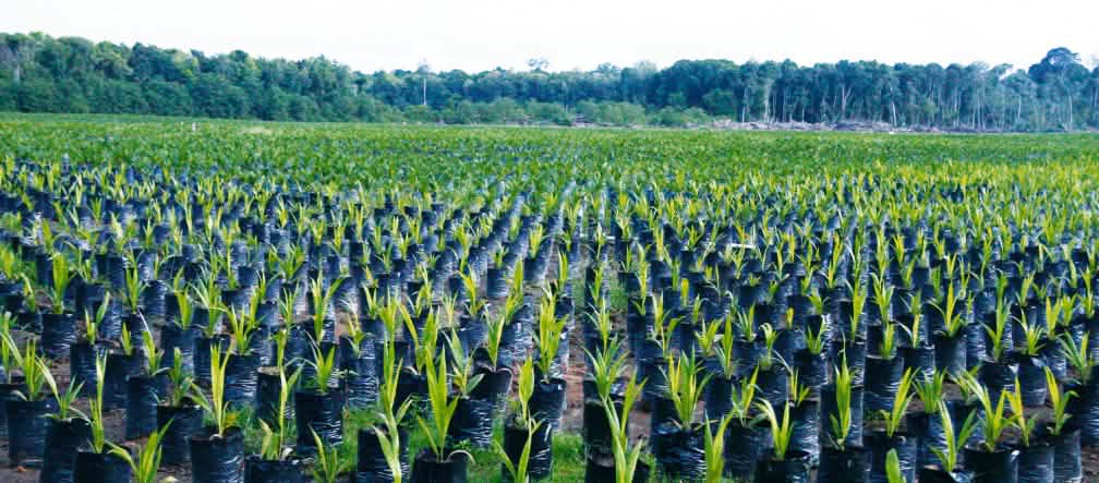 Borneo, Indonesia, nueva plantación de palma aceitera, antes selvas tropicales Plantación de palma aceitera en Borneo, Indonesia