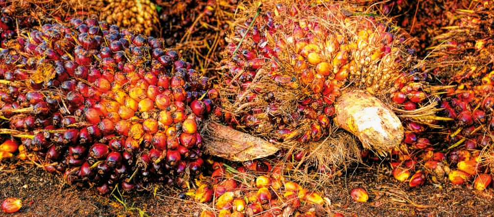 El fruto de la palma aceitera da una gran cantidad de aceite barato, muy utilizado y tiene gran demanda global Fruto de la palma aceitera