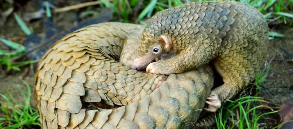El pangolín endémico de Palawan (Manis culionensis) vive en los bosques de la isla y está gravemente amenazado por la caza furtiva y la fragmentación de su hábitat Pangolín en los bosques de Palawan, Filipinas