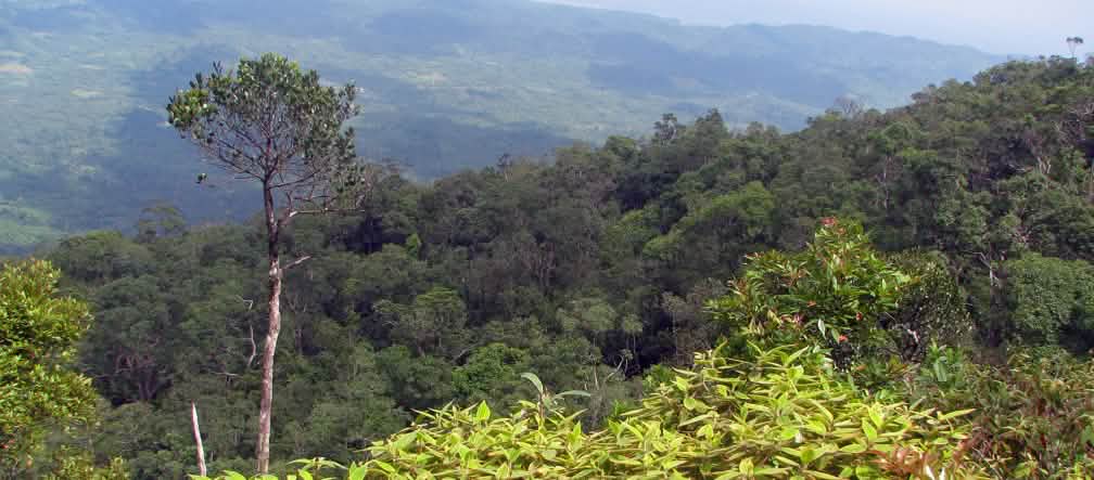 Monte Bulanjao: es un tipo especial de bosque, cuya vegetación crece en suelos volcánicos ricos en metales pesados. La zona alberga al menos cuatro especies vegetales amenazadas Paisaje boscoso de montaña, destaca en primer plano un árbol alto