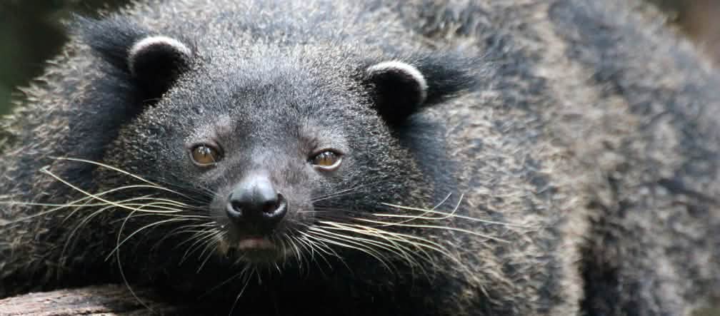 El gato oso de Palawan (Arctictis binturong whitei) es una subespecie endémica en peligro de extinción, que vive tanto en bosques primarios como secundarios de tierras bajas Gato oso de Palawan, animal parecido a un oso negro con largos bigotes, está tumbado en el tronco de un árbol y mira a la cámara