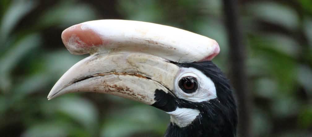 El cálao de Palawan (Anthracoceros marchei) es un ave endémica de la isla y está amenazada por la pérdida de hábitat, por la caza y la captura para su venta como mascotas Vista del perfil de un cálao de Palawan, (Anthracoceros marchei) ave de color negro. Tiene una especie de cuerno, tan grande como su pico blanco. Sus ojos tienen un delineado blanco