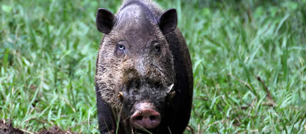 El jabalí barbudo de Palawan se considera actualmente en peligro de extinción. Su número está disminuyendo debido a la pérdida de hábitat y a la caza excesiva. La especie está protegida a nivel nacional y provincial Vista frontal de un jabalí