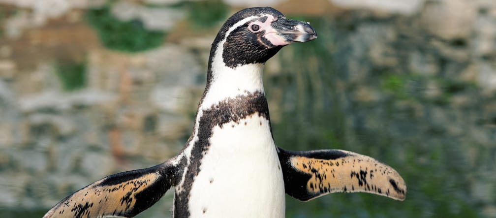 13.000 parejas de los pingüinos Humboldt, amenazados en el área marina de La Higuera – isla Chañaral in Chile Pingüino Humboldt