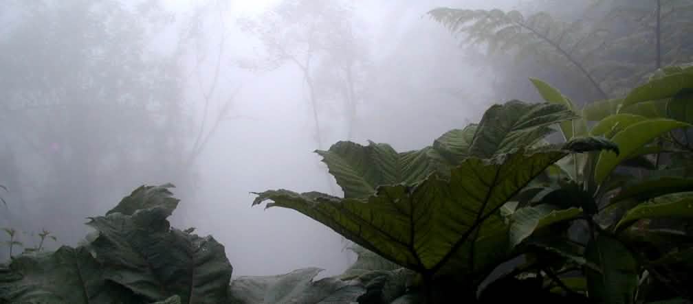Los bosques del norte del ecuador Ecuador están amenazados por minería Bosque nublado en la región de Intag, norte de Ecuador