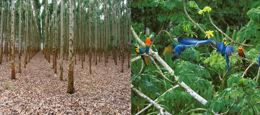 No dejan lugar a poblaciones ni animales: plantaciones de madera son desiertos verdes (Foto: A. Hofer / I. Gonçalves de Souza)