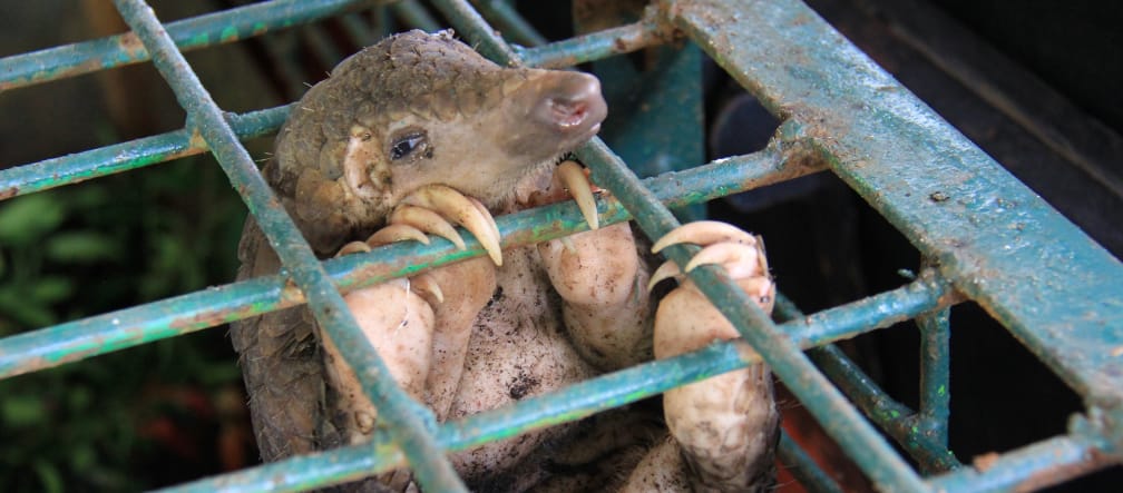 Pangolín enjaulado en el Centro de Conservación de Recursos Naturales, Indonesia
