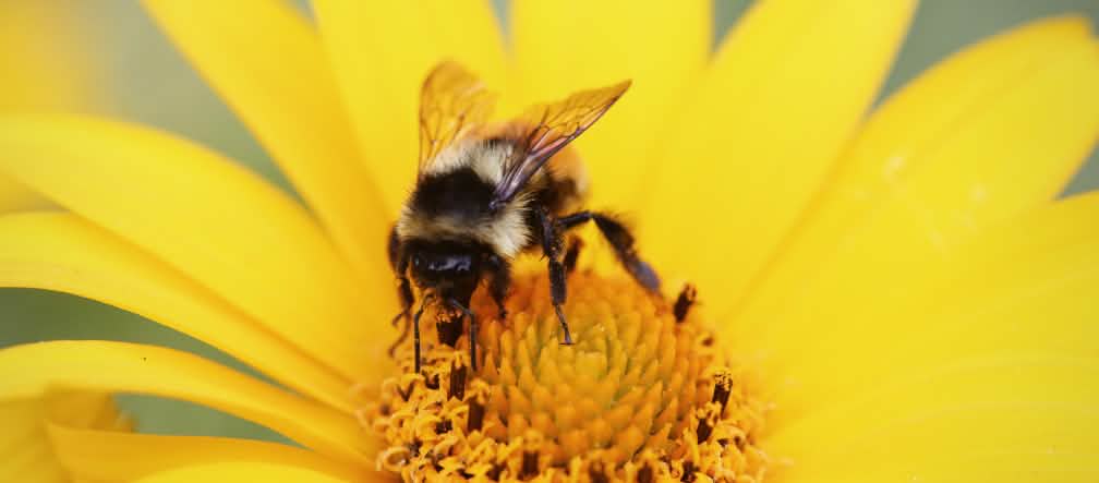 No sólo las abejas, también los abejorros y otros insectos polinizadores están severamente amenazados por los insecticidas neuroactivos.