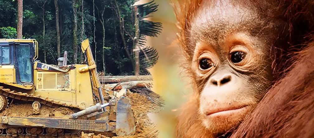 La selva tropical y el hábitat de los orangutanes son destruidos por las plantaciones de palma Un oranguntan mira desesperado como una excavadora destruye la selva