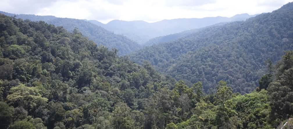 NO a la minería de oro en el ecosistema de Leuser, ¡el refugio más importante para los tigres de Sumatra! Vista de la selva tropical desde lo alto