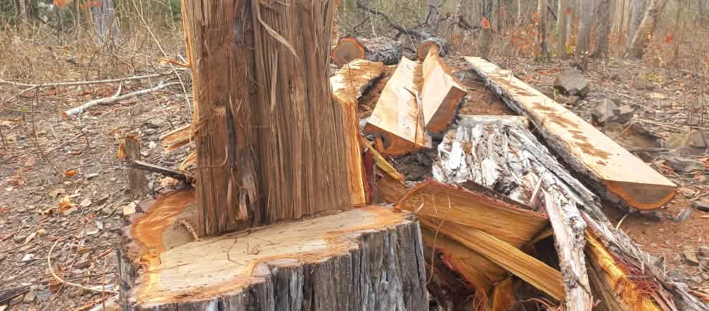 Árbol cortado ilegalmente para venderse como madera noble Junto a un árbol talado se ven tocones y tablas aserrados en el mismo bosque