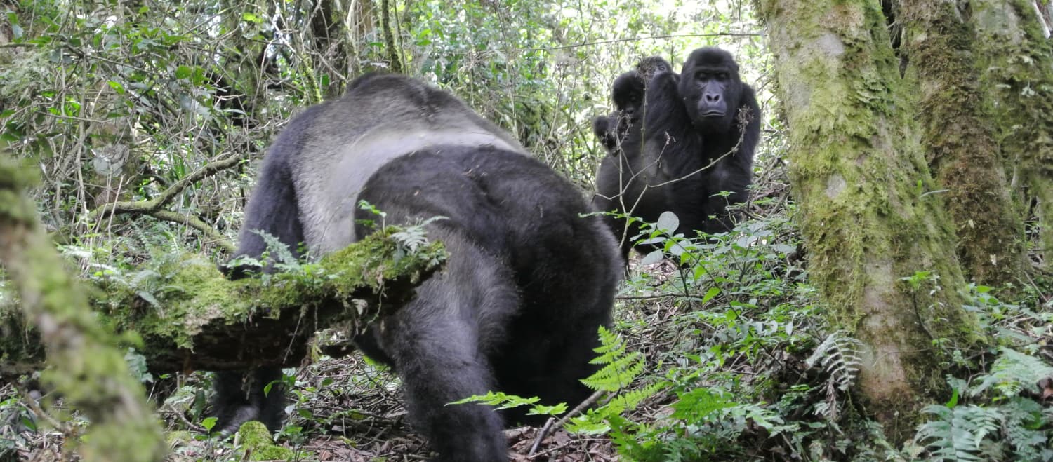 Gorilas orientales de llanura con crías gemelas en el Parque Nacional de Kahuzi-Biega.