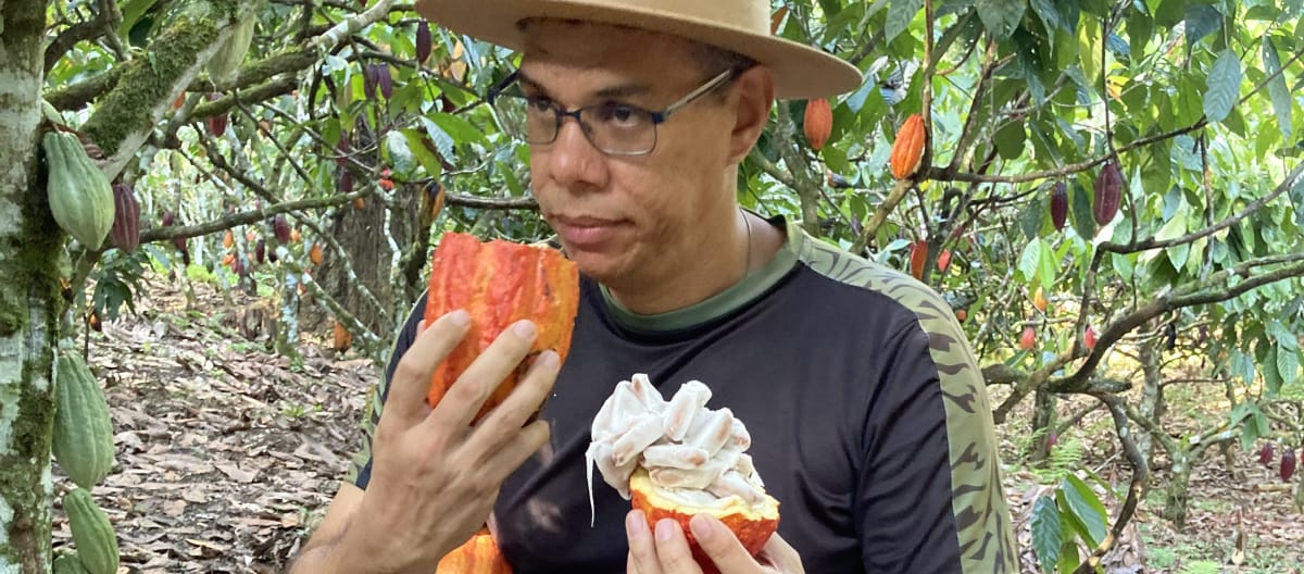 Un hombre huele un fruto de cacao abierto en un campo experimental de cultivo de cacao en sombra, en la selva tropical