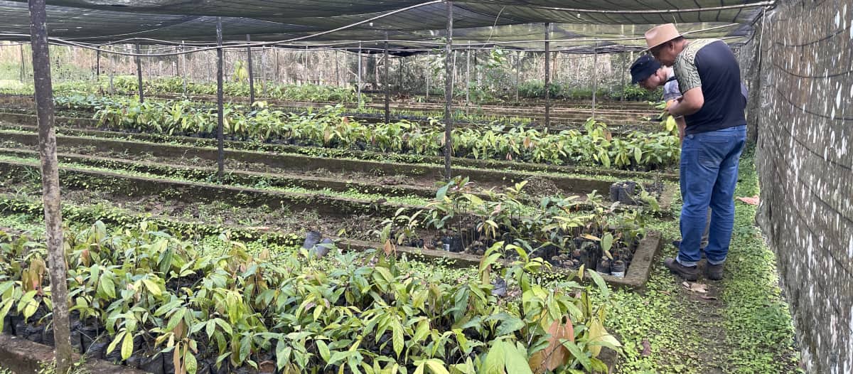 Vivero con plantas de cacao y de otras especies en el asentamiento Terra Vista, Bahía, Brasil